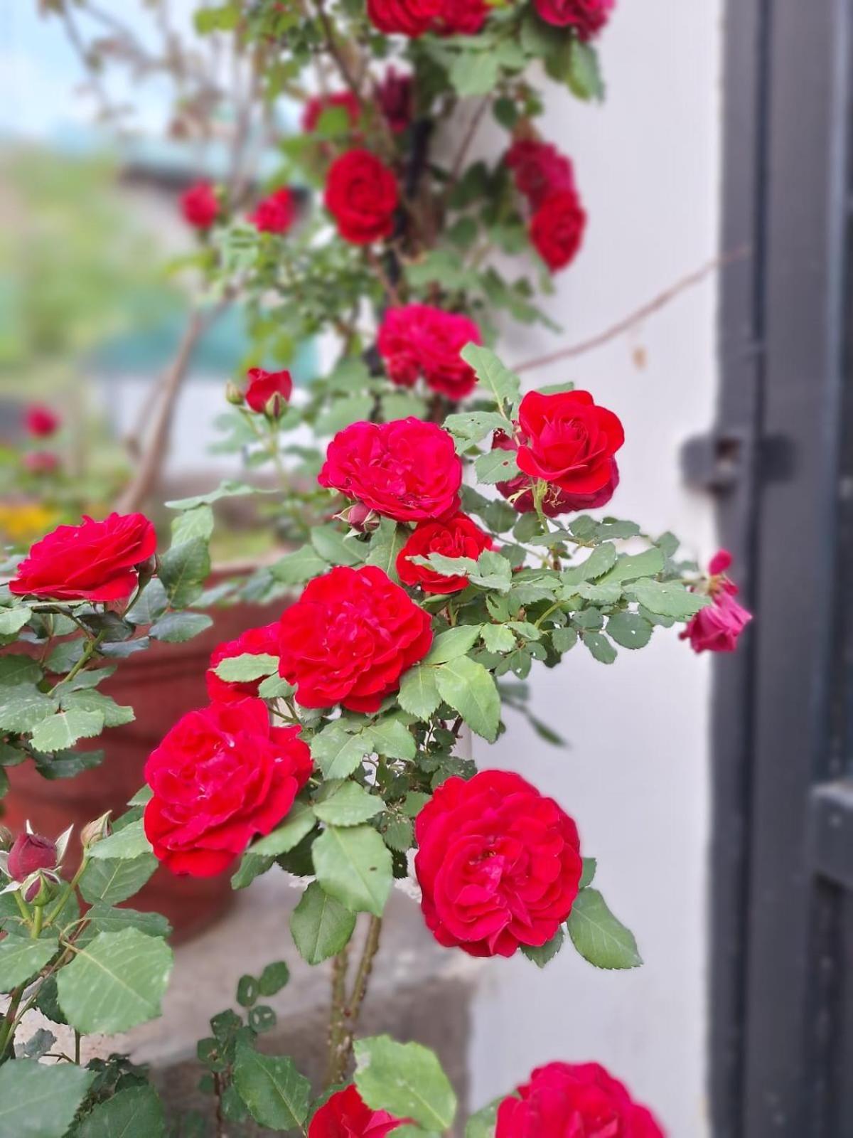 La Maison - A Boutique Bed And Breakfast Bīr 外观 照片